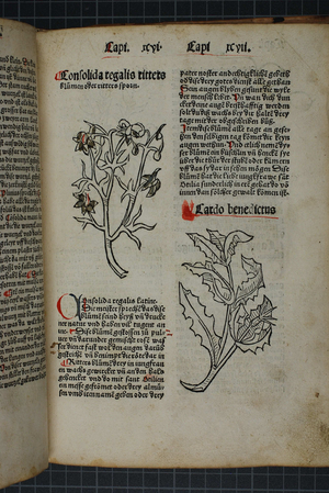 Ausschnitt aus dem «Gart der Gesundheit», einer Strassburg Handschrift von 1489 aus dem historischen Bestand der Zentralbibliothek Solothurn.
Bildnachweis: Zentralbibliothek Solothurn