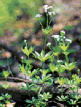 Der Waldmeister (Galium odoratum) ist eine h&auml;ufige Zeigerart im Mittelland.