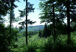 Wald