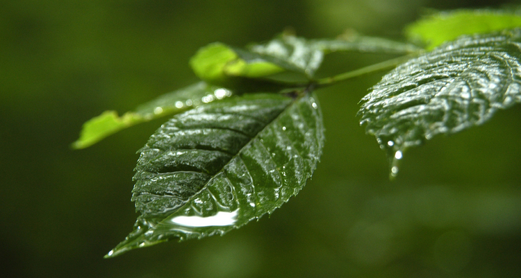 Blatt mit Wasser Wassertropfen auf einem Baumblatt