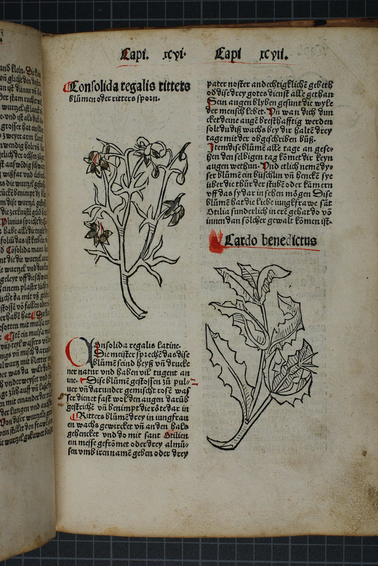 Ausschnitt aus dem «Gart der Gesundheit» Ausschnitt aus dem «Gart der Gesundheit», einer Strassburg Handschrift von 1489 aus dem historischen Bestand der Zentralbibliothek Solothurn.
Bildnachweis: Zentralbibliothek Solothurn