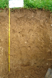 Braunerde 9b 13-2