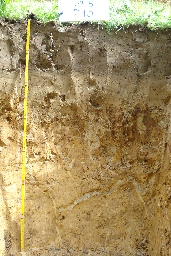 Pseudogley 9b 10-1