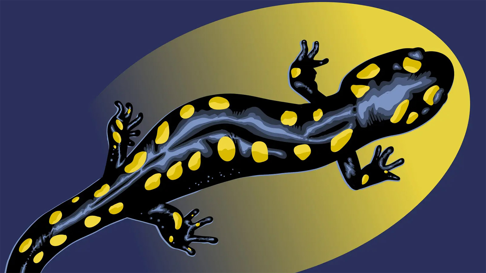 Ein visualisierter Feuersalamander als Logo/Maskottchen der Kulturnacht 2026