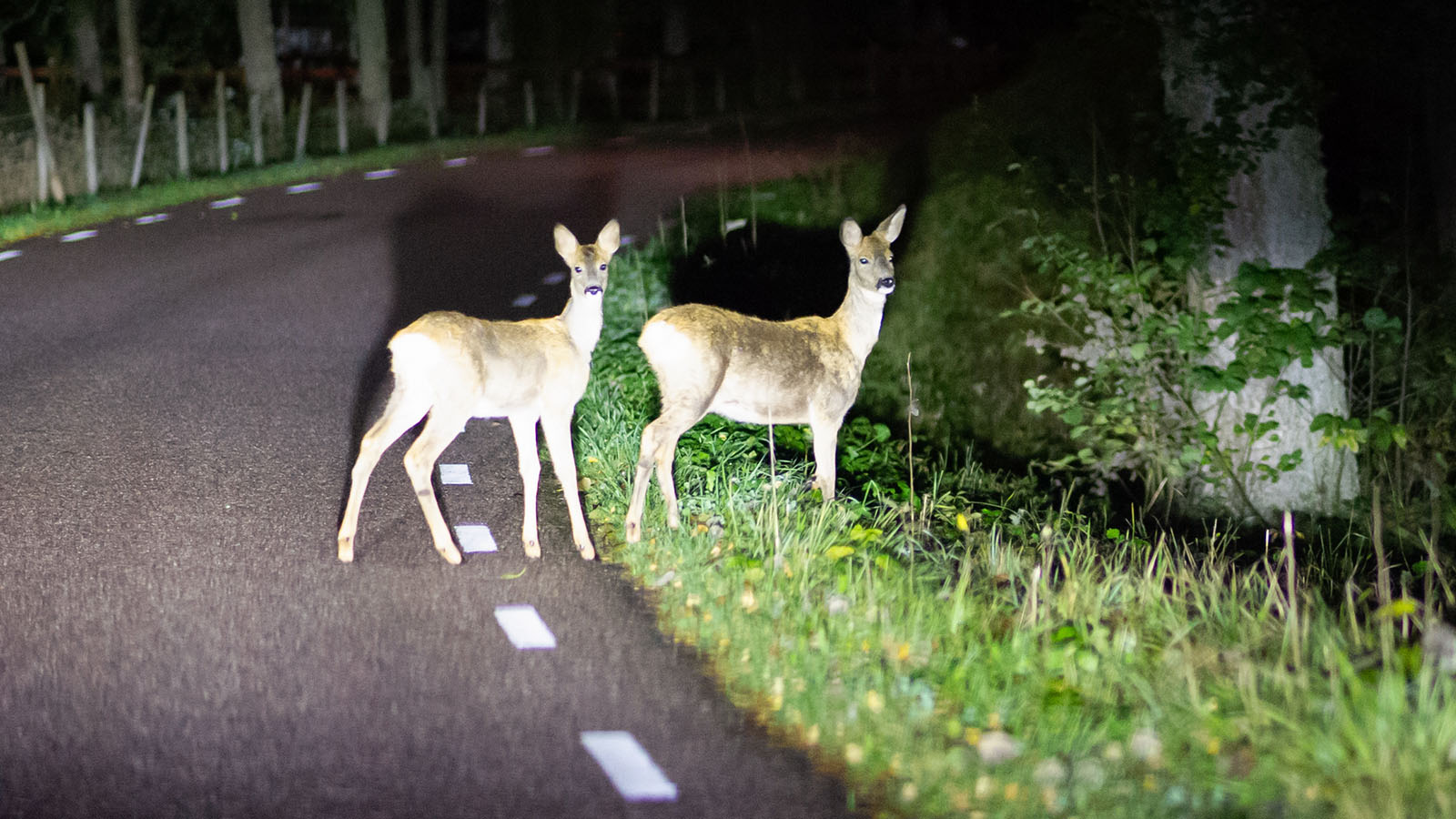 Wild im Scheinwerferlicht am Rande einer Waldstrasse