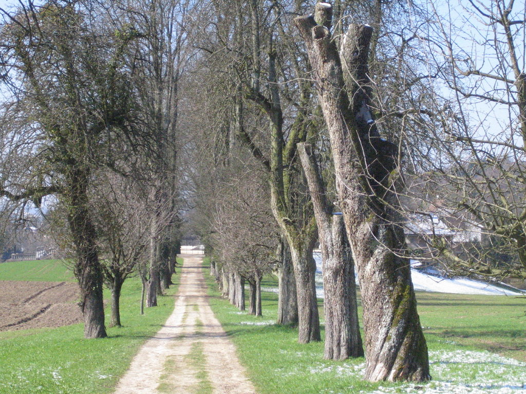 Die Ostallee von Schloss Waldegg wird erneuert - Bild 1