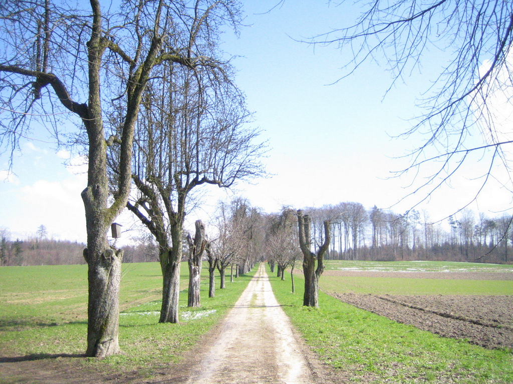 Die Ostallee von Schloss Waldegg wird erneuert - Bild 2