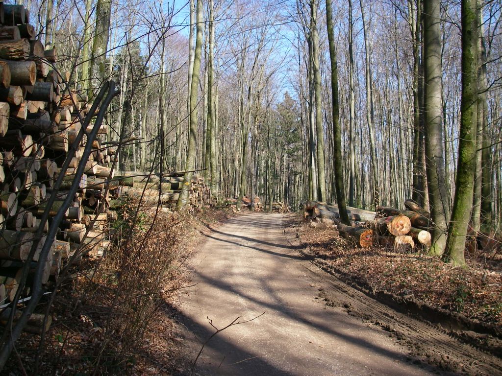 Waldweg