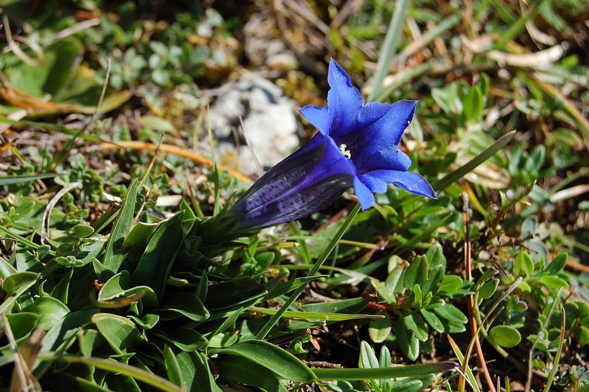 Bild 2 - Clusius Enzian