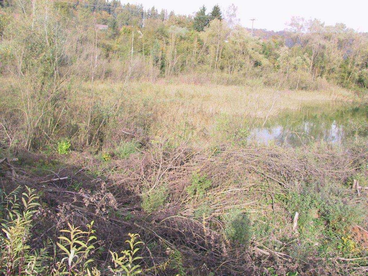 Bild 1: Das Reservat vor dem Eingriff