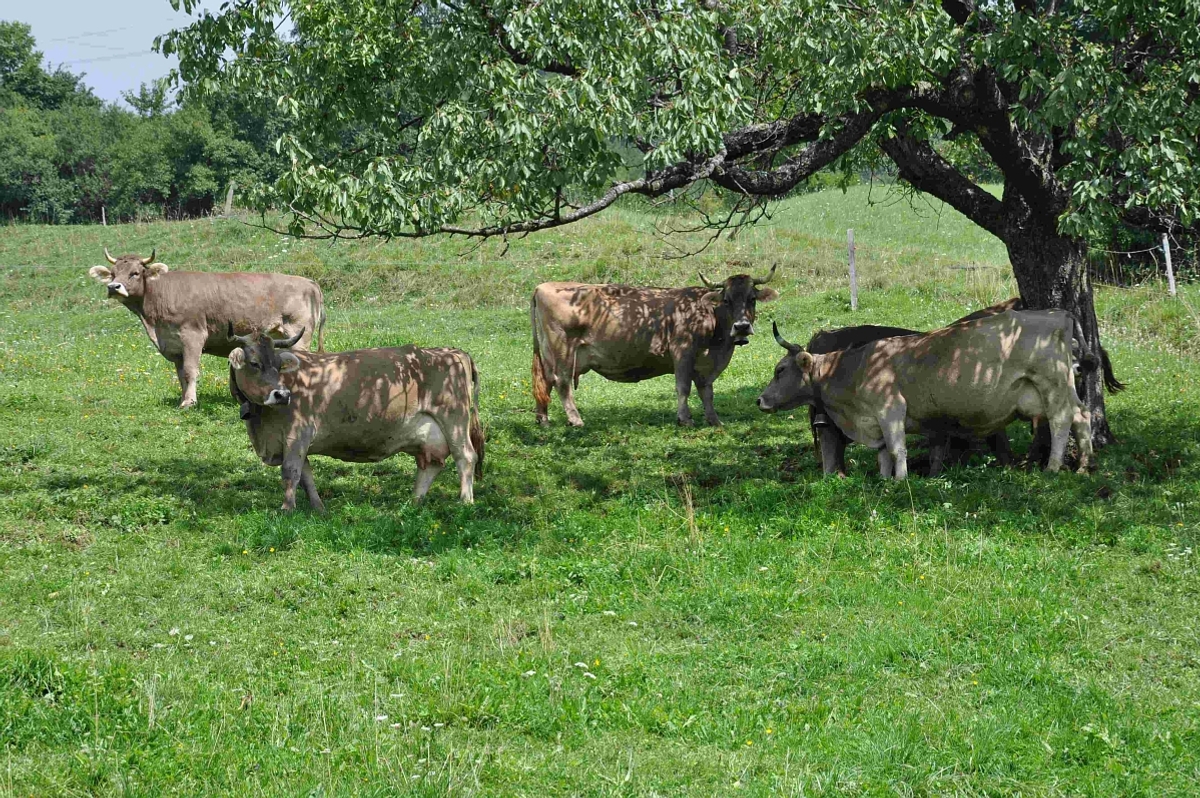 Dagmar & Martin Hümbelin, Innovativer Biobetrieb