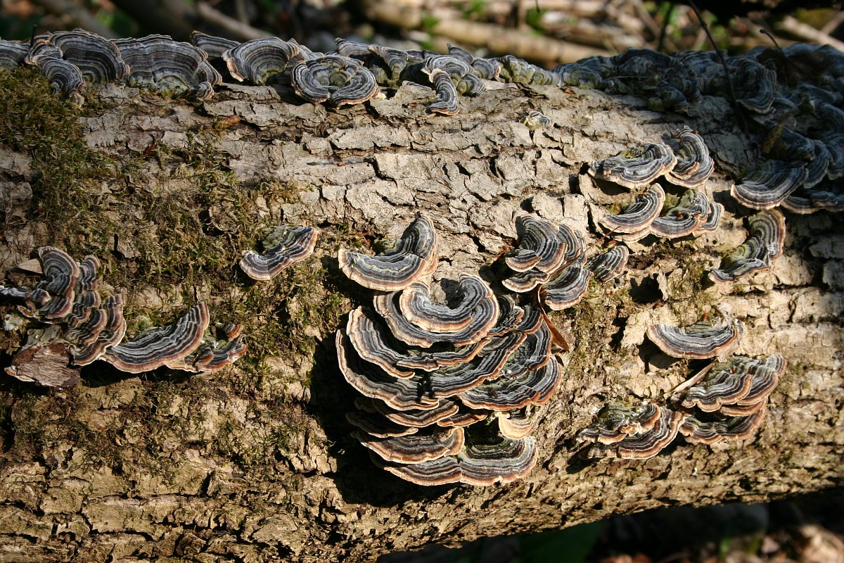 Bild 3 - Pilz auf Totholz