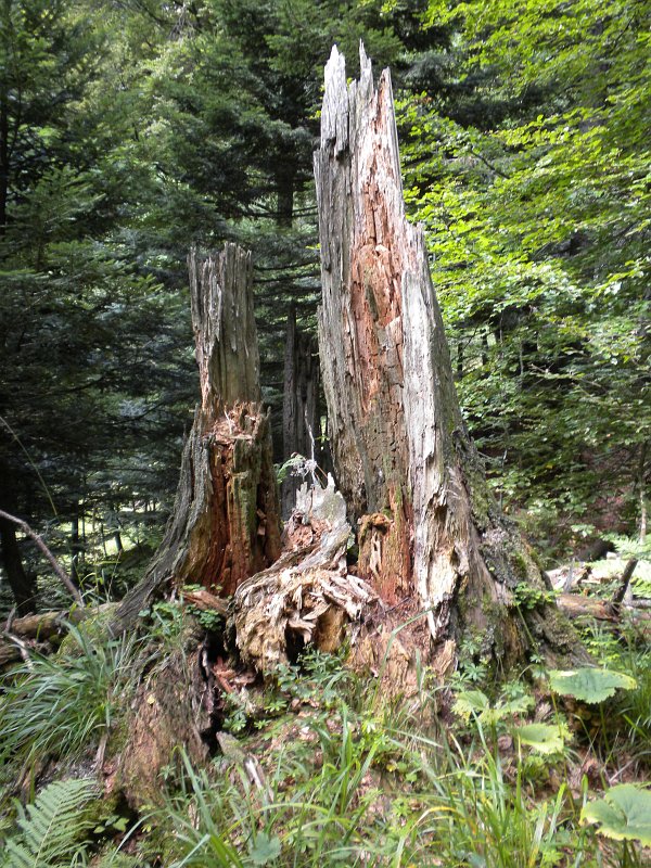 Bild 5 - Totholz im Waldreservat Bettachstock