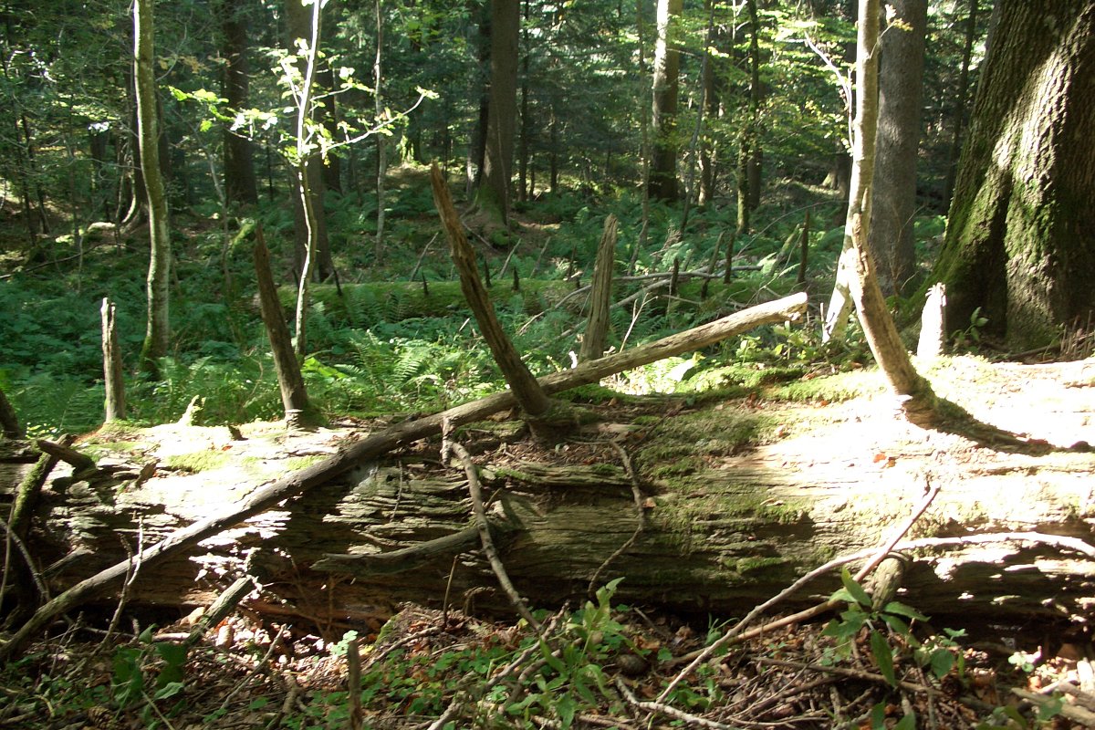 Bild 6 - Totholz im Waldreservat Bettachstock