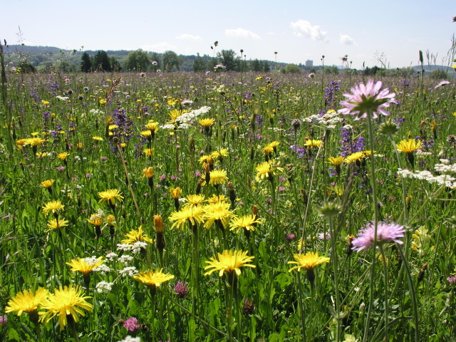 Bild 4 - Wallierhoftag 2010