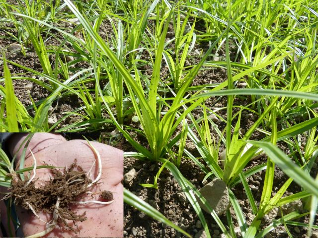 Das Erdmandelgras ist eine invasive Problempflanze, die sich auch in unserer Region auf den Äckern ausbreitet. Die Verbreitung erfolgt über Mandeln, welche mit Erde verschleppt werden.