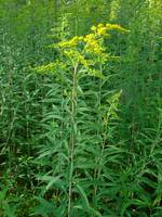 Goldruten sind für das Auge und für Insekten attraktive Pflanzen und sind deshalb häufig in Gärten anzutreffen.