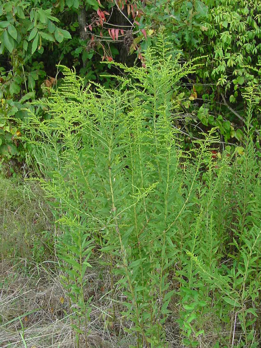 Über illegale Deponien von Gartenabfällen an Waldrändern und anderen Standorten breitet sich die Goldrute in der Natur aus.