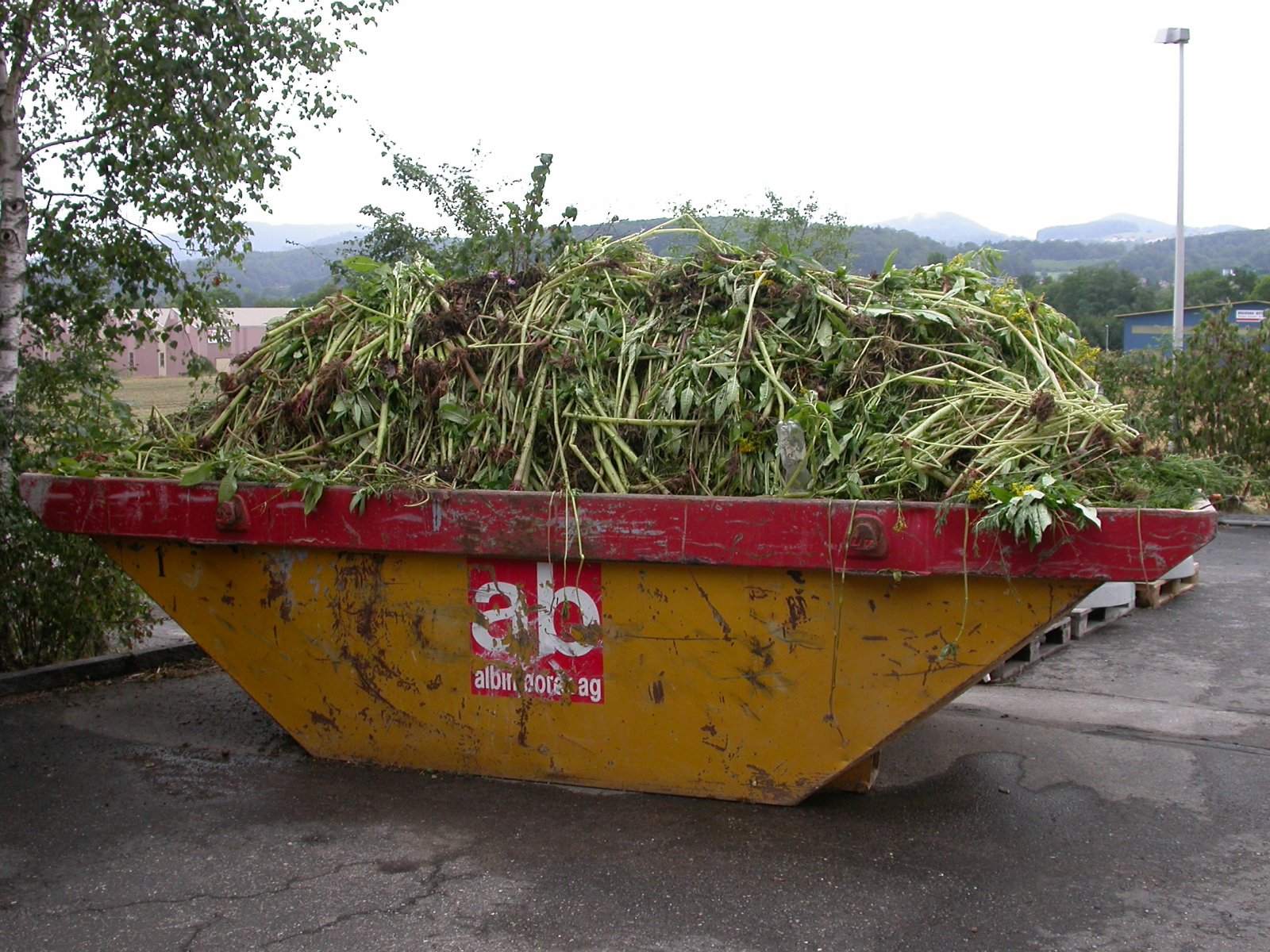 Bei Bekämpfungsaktionen gegen invasive Neophyten von Strassenunterhaltsdiensten fallen grosse Mengen Pflanzenmaterial an, welches sicher entsorgt werden muss.