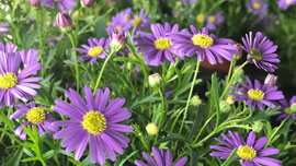 Schache-Märet 2019 Wiesenblumen